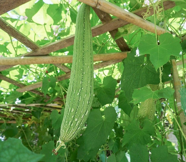 May include: A long, green luffa gourd hanging from a wooden trellis covered in lush green leaves.