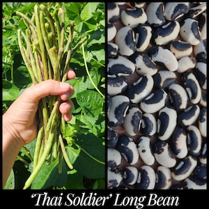May include: A bunch of green "Thai Soldier" long beans with purple streaks, held in a hand, against a background of green leaves.  The beans are long and slender, with a slightly curved shape.  The beans are a popular ingredient in Thai cuisine.