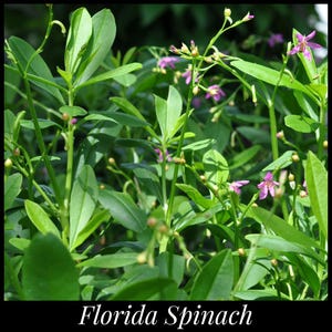 20 &#39;Florida Spinach&#39; Seeds, Surinam Spinach Seeds, Waterleaf Seeds, Philippine Spinach Seeds, Surinam Purslane Cariru Seeds Tropical Spinach