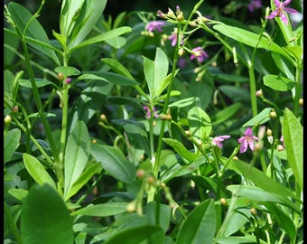 20 'Florida Spinach' Seeds, Surinam Spinach Seeds, Waterleaf Seeds, Philippine Spinach Seeds, Surinam Purslane Cariru Seeds Tropical Spinach