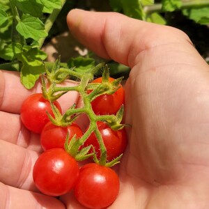 May include: A hand holding a cluster of red cherry tomatoes on a vine. The tomatoes are ripe and ready to eat.