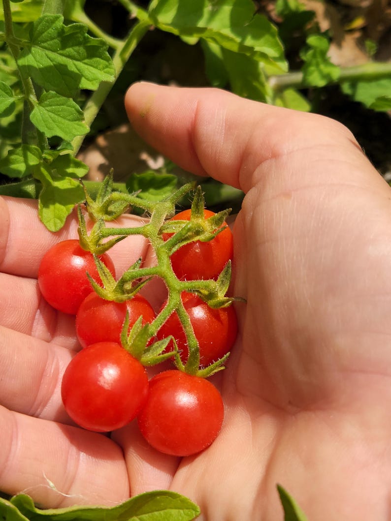 May include: A hand holding a cluster of red cherry tomatoes on a vine. The tomatoes are ripe and ready to eat.