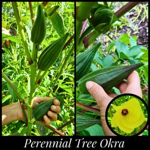 May include: Image of Perennial Tree Okra plants with green pods and a yellow flower. The pods are held in a hand, showcasing their size and shape. The flower is round with yellow petals and a dark center.