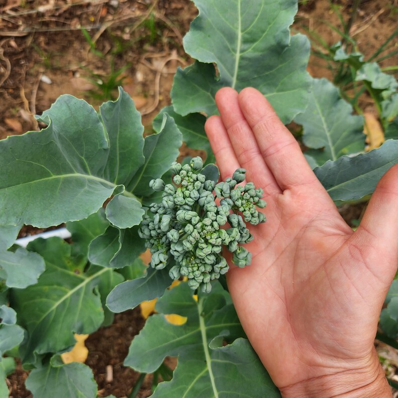 May include: A close-up of a broccoli head with a hand holding it. The broccoli is a vibrant green color, with tightly packed florets. Large, green leaves surround the broccoli. The background is blurred, suggesting an outdoor setting.