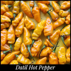 May include: A collection of bright yellow Datil hot peppers with green stems. The peppers are arranged closely together, showcasing their elongated, slightly curved shape. The text "Datil Hot Pepper" is displayed at the bottom of the image.