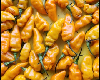 20 St. Augustine 'Datil’ Hot Pepper Seeds | Rare Florida Heirloom Pepper | Capsicum Chinense Sweet Fruity Heat | Organic Florida Grown Seeds