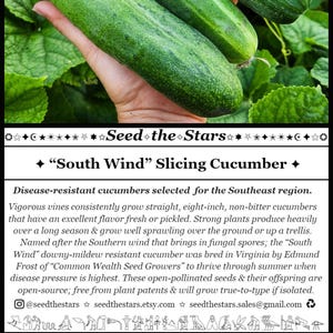 20 "South Wind" Slicing Cucumber Seeds, Disease Resistant Cucumber Seeds, Open Pollinated Cucumber Seeds, Cucumis sativus Seed The Stars
