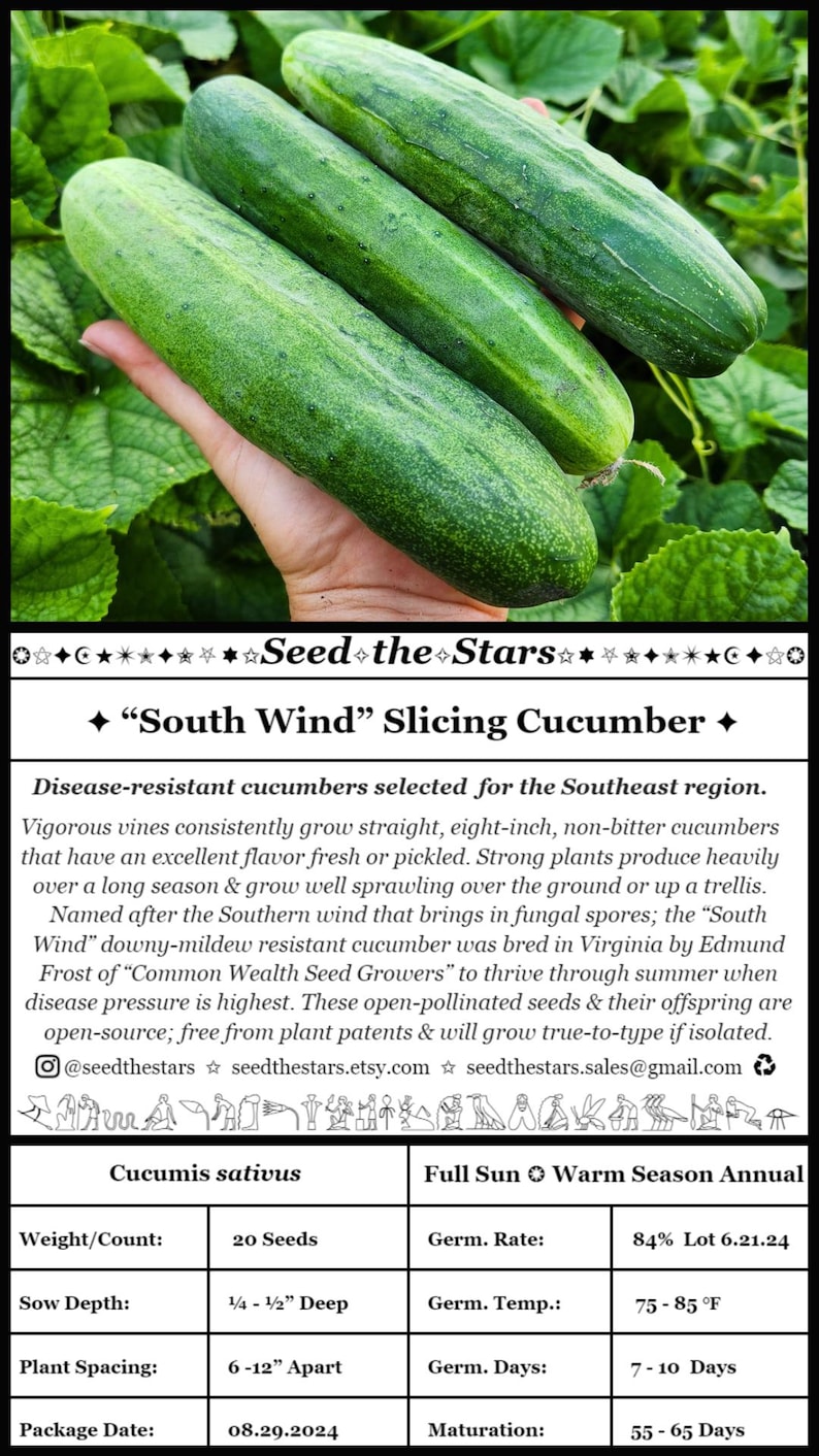 20 "South Wind" Slicing Cucumber Seeds, Disease Resistant Cucumber Seeds, Open Pollinated Cucumber Seeds, Cucumis sativus Seed The Stars