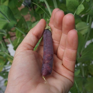 Pode incluir: Uma m&atilde;o segurando uma vagem de ervilha roxa. A vagem tem aproximadamente 12,5 cm de comprimento e tem uma forma ligeiramente curva.