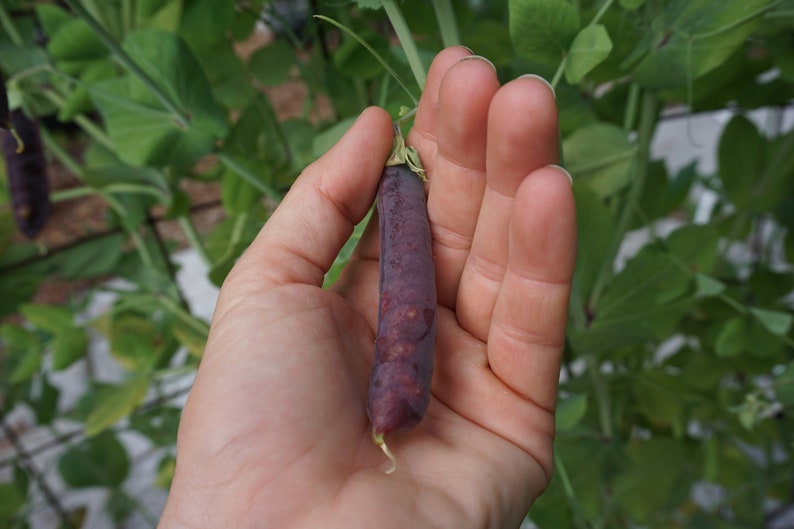 Pode incluir: Uma m&atilde;o segurando uma vagem de ervilha roxa. A vagem tem aproximadamente 12,5 cm de comprimento e tem uma forma ligeiramente curva.