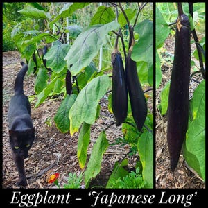 May include: A close-up of a eggplant plant with several long, dark purple eggplants growing on it. The plant is growing in a garden with a black cat walking in the foreground. The text "Eggplant - 'Japanese Long'" is written at the bottom of the image.