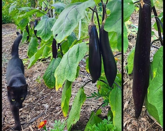 20 'Japanese Long Eggplant' Seeds, Heirloom Nagasaki Black Eggplant Seeds, Solanum melongena seeds Permaculture Seed The Stars Heat Tolerant