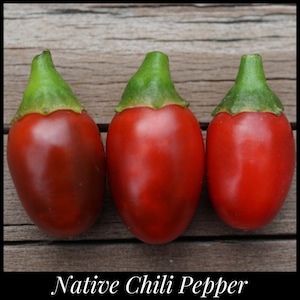 20 &#39;Chiltepin&#39; Pepper Seeds - &quot;Mother of all Peppers&quot; - Flea Pepper Seeds - Tepin Pepper Seeds - Bird Pepper - Capsicum annuum glabriusculum