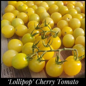 May include: A close-up of a cluster of bright yellow 'Lollipop' cherry tomatoes. The tomatoes are small and round, and they are arranged in a bunch on a wooden surface.