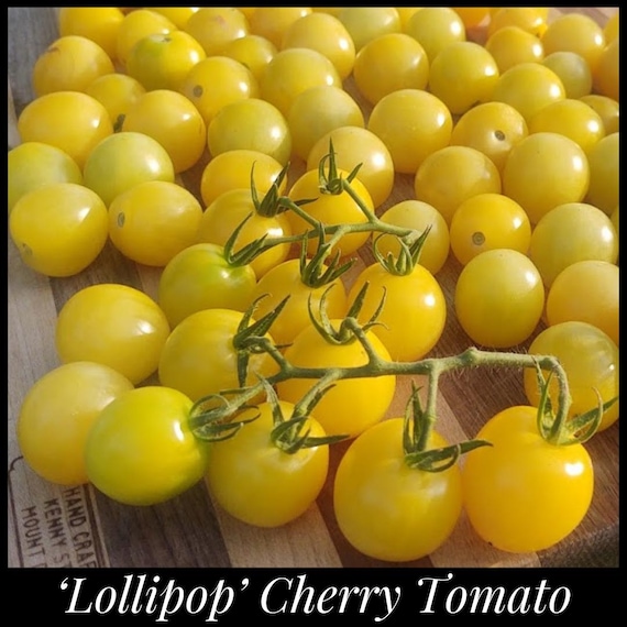 20 'Lollipop' Tomato Seeds - Yellow Cherry Tomato - Solanum lycopersicum - Florida Seeds Heat Tolerant Heirloom Tomato Seeds Seed The Stars