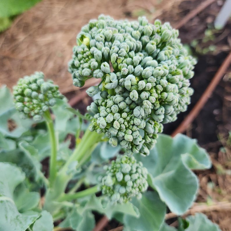 May include: Close-up of a fresh broccoli plant with multiple green florets. The broccoli head is the focal point, with smaller florets and leaves visible. The background shows a blurred garden setting with brown soil and irrigation lines.