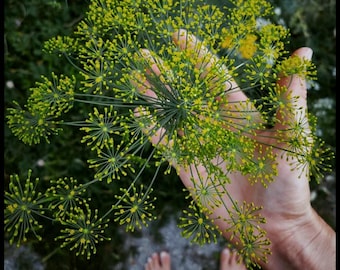 May include: A close-up of a bunch of dill flowers, with a hand holding the stems. The flowers are yellow and green, and the hand is bare. The text "Mammoth Dill" is written below the image.