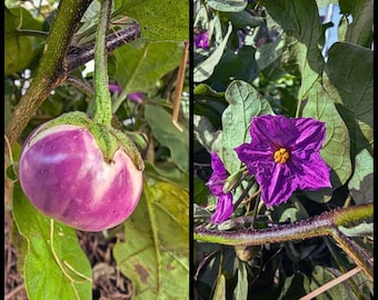 20 'Lavender Thai Frog Egg' Eggplant Seeds – Rare Asian Heirloom, Purple Eggplant Seeds, Organic, Non-GMO, Southeast Asian Garden Variety
