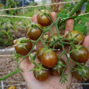 Pu&ograve; includere: Una mano tiene un grappolo di piccoli pomodori marroni scuri su una vite. I pomodori sono maturi e pronti per essere raccolti.