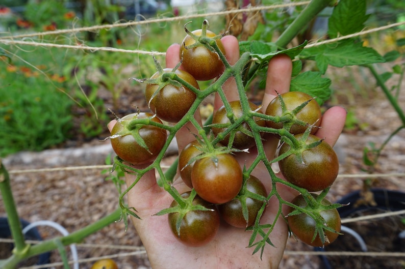 Pu&ograve; includere: Una mano tiene un grappolo di piccoli pomodori marroni scuri su una vite. I pomodori sono maturi e pronti per essere raccolti.