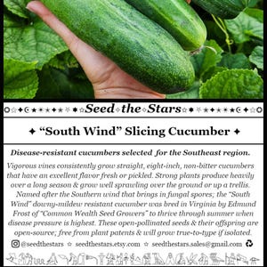 20 "South Wind" Slicing Cucumber Seeds, Disease Resistant Cucumber Seeds, Open Pollinated Cucumber Seeds, Cucumis sativus Seed The Stars