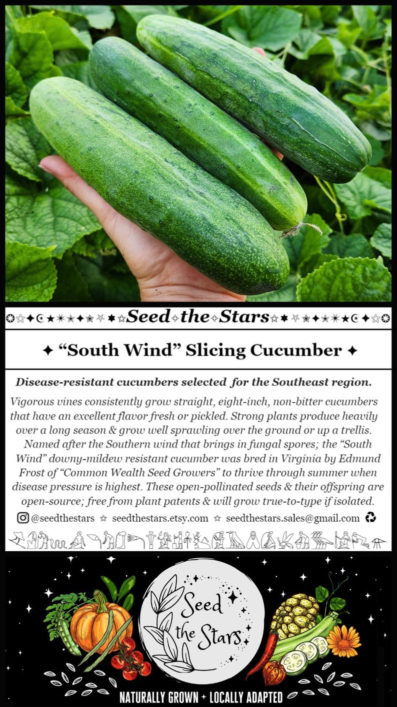 SeedTheStars South Wind Slicing Cucumber Seeds - Thumbnail 2