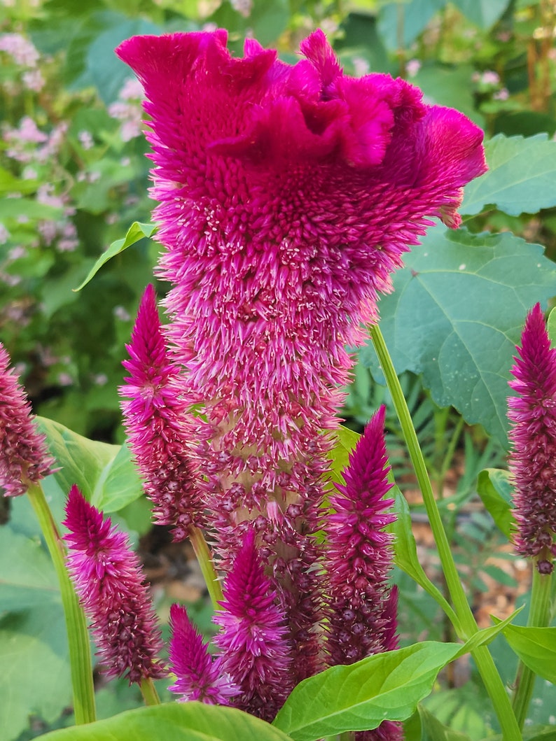 SeedTheStars Cockscomb Celosia Seeds