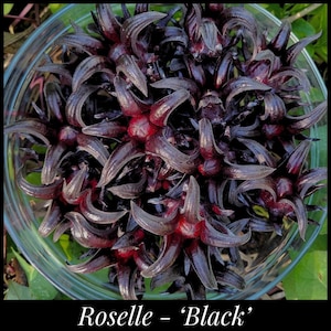 15 &#39;Black&#39; Roselle Seeds, Hibiscus sabdariffa seeds, Jamaican Sorrel Seeds, Florida Cranberry Seeds, Flor de Jamaica Calyx, Seed The Stars