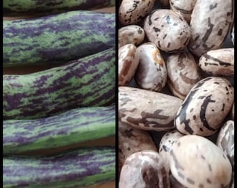 15 Rattlesnake Pole Bean, Preacher Pole Bean , Organic Southern Heirloom Beans, Phaseolus vulgaris, Purple Striped Drought Resistant Beans
