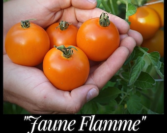 20 "Jaune Flamme" Hierloom Tomato Seeds, Yellow Flame Tomato Seeds, Solanum lycopersicum seeds, seed the stars, florida seeds Florida tomato