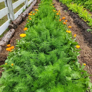 Find Seed Packets At: seedthestars.etsy.com 

20 Calendula Seeds, Pot Marigold, Calendula officinalis, Flowering Herb, Orange Flowers, Natural Food Color, Saffron, Seed The Stars Organic Seeds
