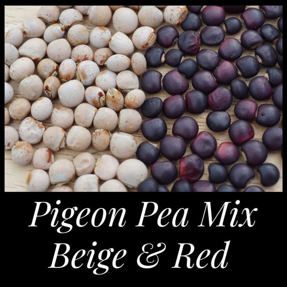 20 Pigeon Pea Seed Mix. Drought Tolerant Perennial Pea Perfect Etsy