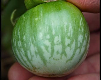 May include: A green eggplant with white stripes, labeled 'Southeast Asian'.