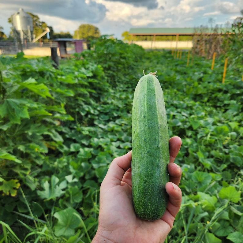 SeedTheStars South Wind Slicing Cucumber Seeds - Thumbnail 4