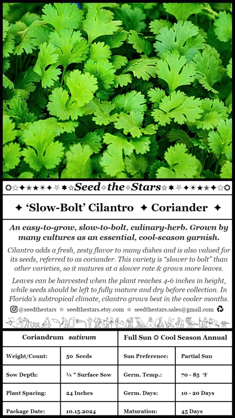 ✦ ‘Slow-Bolt’ Cilantro  ✦ Coriander  ✦

An easy-to-grow, slow-to-bolt, culinary-herb. Grown by many cultures as an essential, cool-season garnish. Cilantro adds a fresh, zesty flavor to many dishes and is also valued for its seeds - coriander.
