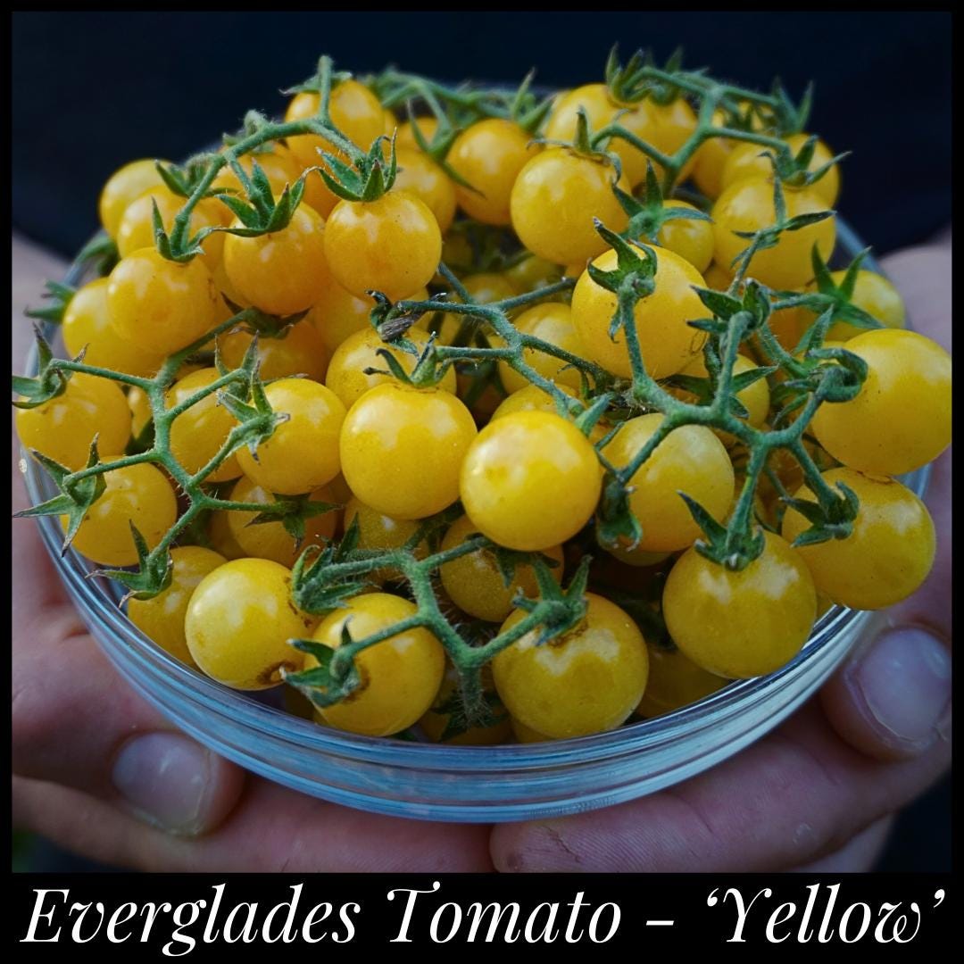 20 Yellow Florida Everglades Tomato Seeds, Drought Tolerant