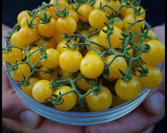 20 Yellow Florida Everglades Tomato Seeds, Drought Tolerant, Disease Resistant Currant Tomato Solanum pimpinellifolium Seeds, Seed The Stars