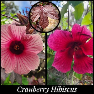 15 &#39;Florida Cranberry&#39; Seeds, &#39;Cranberry Hibiscus&#39; Seeds, African Rosemallow Seeds, Hibiscus acetosella seeds, Florida Seeds, Food Forest