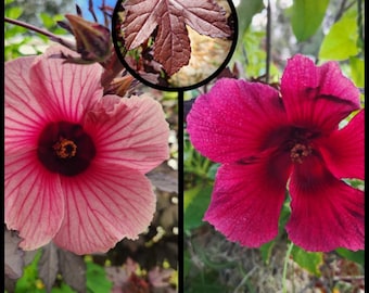 15 'Florida Cranberry' Seeds, 'Cranberry Hibiscus' Seeds, African Rosemallow Seeds, Hibiscus acetosella seeds, Florida Seeds, Food Forest