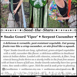 10 Snake Gourd Seeds, Serpent Cucumber Seeds, 'Viper' variety (green & white striped), Asian Vegetable Seeds, Seed The Stars, Florida Seeds image 2