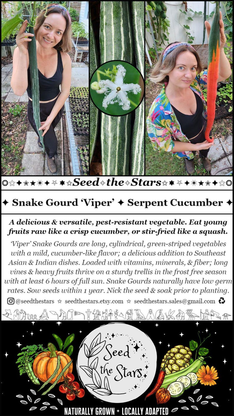 10 Snake Gourd Seeds, Serpent Cucumber Seeds, 'Viper' variety (green & white striped), Asian Vegetable Seeds, Seed The Stars, Florida Seeds image 2