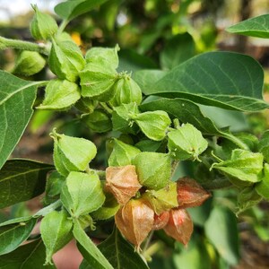 May include: Close-up of a green plant with small, green, closed seed pods and larger, brown, open seed pods.
