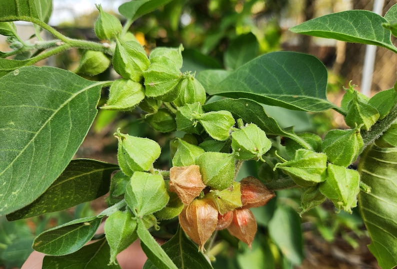 May include: Close-up of a green plant with small, green, closed seed pods and larger, brown, open seed pods.