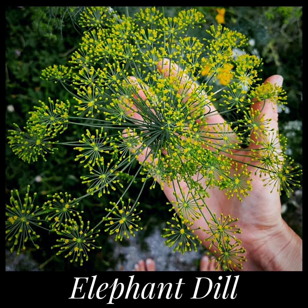 20 Mammoth Dill Seeds, Long Island Heirloom Dill, Elephant Dill