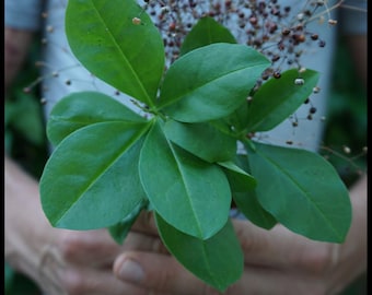 25 'Jewels of Opar Seeds', Fame Flower Seeds, Flame Flower Seeds, Talinum paniculatum seeds, Heat Tolerant Edible Leaves Florida Spinach