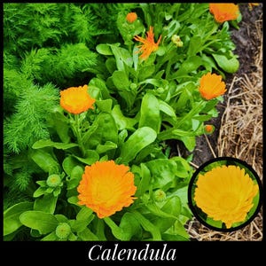 May include: Close-up of orange calendula flowers blooming in a garden. The flowers have a bright yellow center and are surrounded by green leaves.