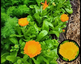 May include: Close-up of orange calendula flowers blooming in a garden. The flowers have a bright yellow center and are surrounded by green leaves.