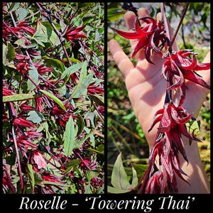 15 &#39;Towering Thai&#39; Roselle Seeds Late Sorrel Variety, Florida Cranberry, Jamaican Sorrel Seeds, Hibiscus sabdariffa seeds, Flor de Jamaica