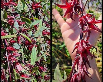 15 'Towering Thai' Roselle Seeds Late Sorrel Variety, Florida Cranberry, Jamaican Sorrel Seeds, Hibiscus sabdariffa seeds, Flor de Jamaica