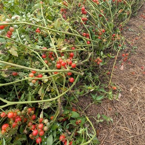 20 Florida Everglades Tomato Seeds. Drought & heat tolerant, disease resistant! Solanum pimpinellifolium Heirloom Currant Tomato Seeds image 5